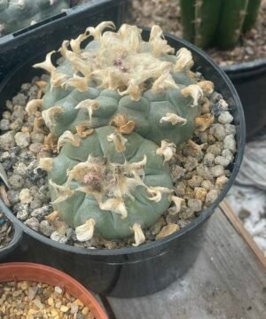 Lophophora Williamsii 2 Head 3