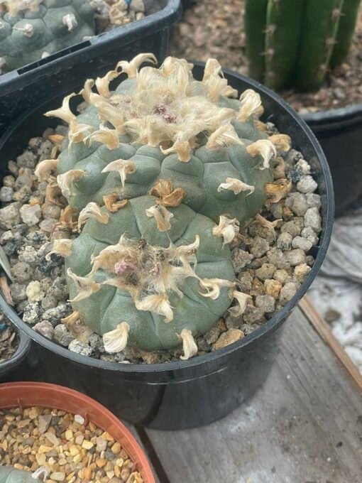 Lophophora Williamsii - The Duel - Image 3