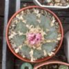 Lophophora Williamsii 7Cm 1