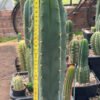 Tr Bridgesii Bbb 2