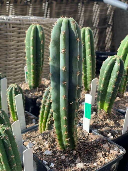 Tr. Scopulicola X Tr. Peruvianus &Quot;Crazy Spines&Quot; - Cross