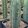 Tr Bridgesii Bbb 2