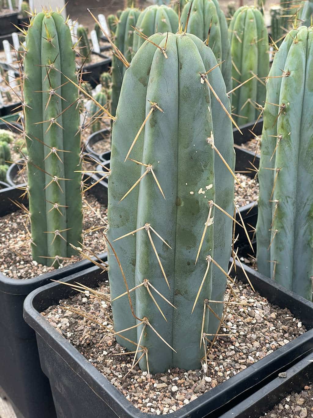 Trichocereus bridgesii BBB (Big Blue Bridge) Cactocereus UK t/a