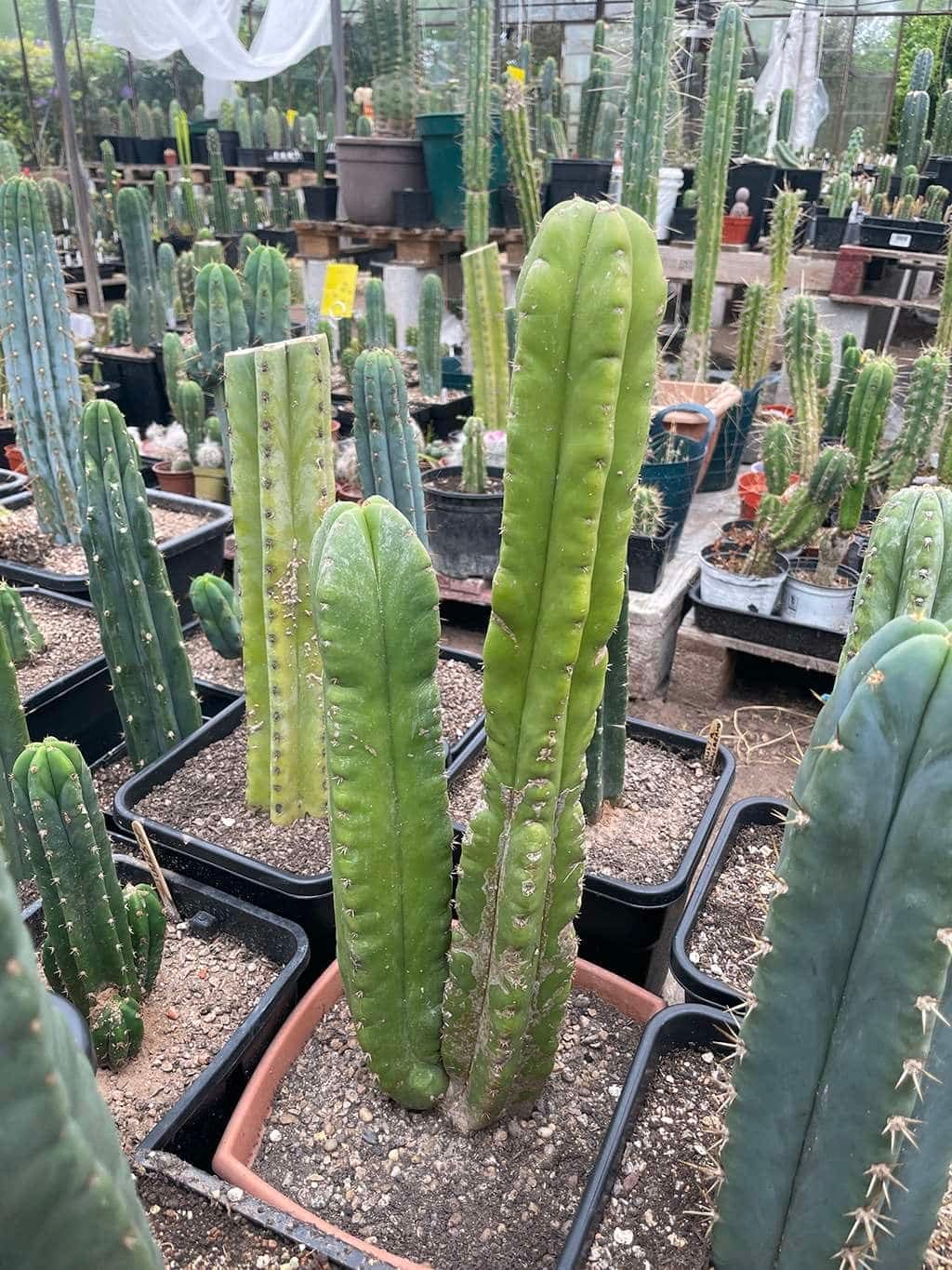 Trichocereus (Echinopsis) scopulicola Whole Plant - Double Header ...