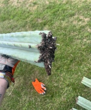 Trichocereus Peruviana Shorty 50Cm 01 05