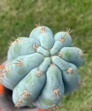 Trichocereus Peruviana Shorty 50Cm 01 06