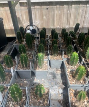 Trichocereus Seedlings 1