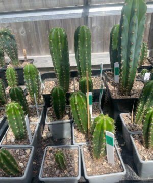 Trichocereus Seedlings 2