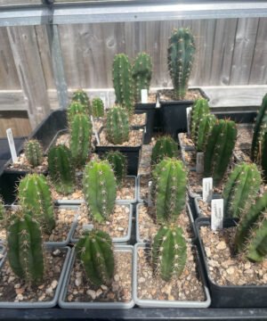 Trichocereus Seedlings 3