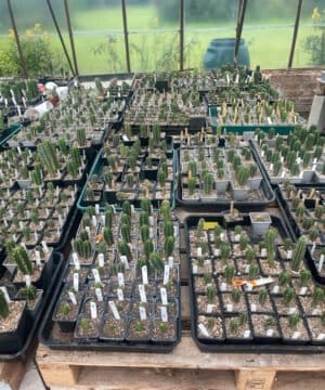 Trichocereus Seedlings 7