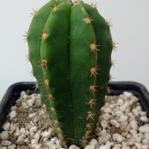 Tr. cordobensis x Tr. scopulicola photo review