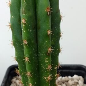 Tr. cordobensis x Tr. scopulicola photo review