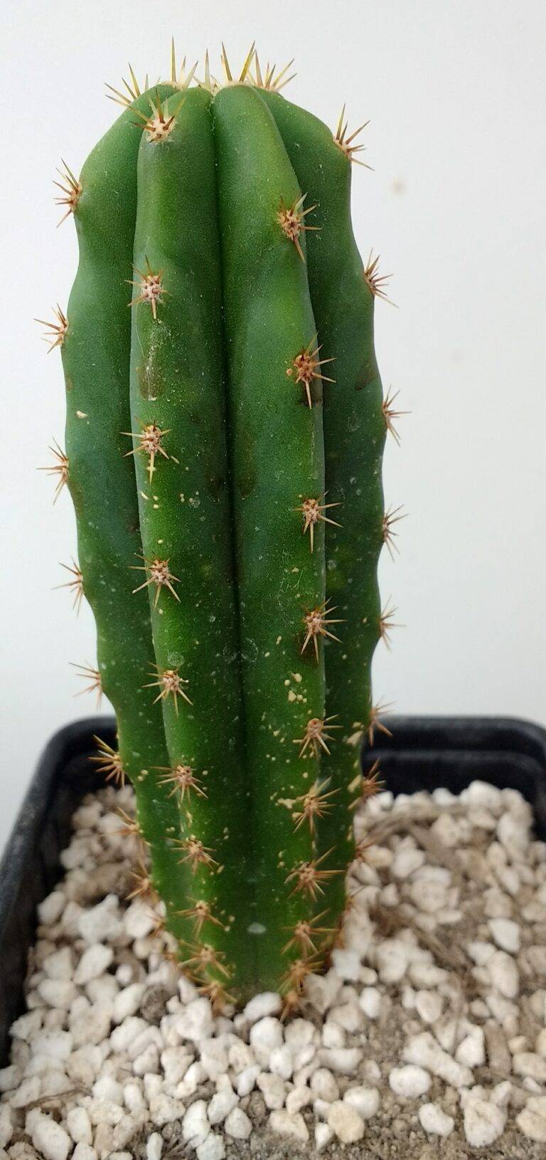 Tr. cordobensis x Tr. scopulicola photo review