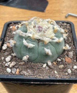 Lophophora Williamsii 02