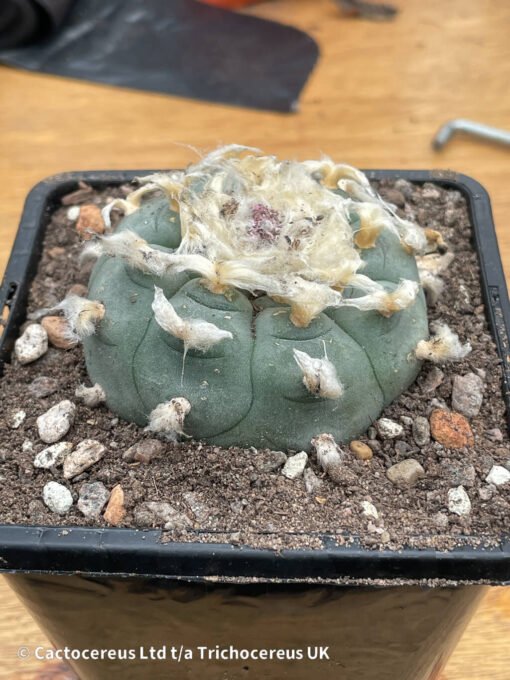 Lophophora Williamsii - Old Boys - 6Cm + - Image 6