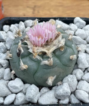 Lophophora Williamsii 06