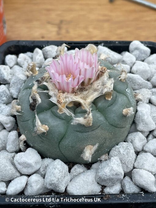 Lophophora Williamsii - Old Boys - 6Cm + - Image 2