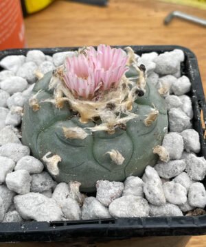 Lophophora Williamsii 09