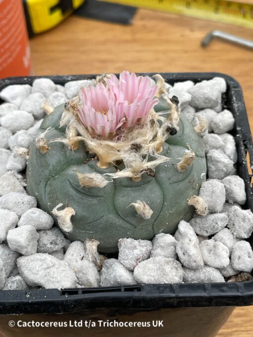 Lophophora Williamsii - Old Boys - 6Cm + - Image 3