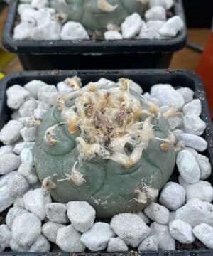 Lophophora Williamsii 15