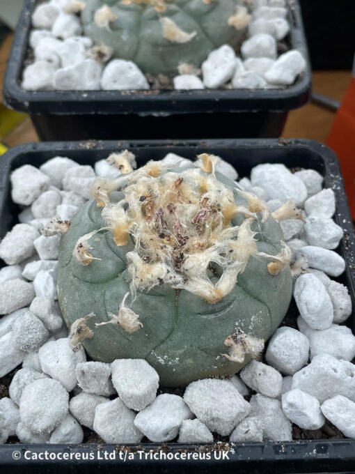 Lophophora Williamsii - Old Boys - 6Cm + - Image 4