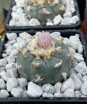 Lophophora Williamsii 20