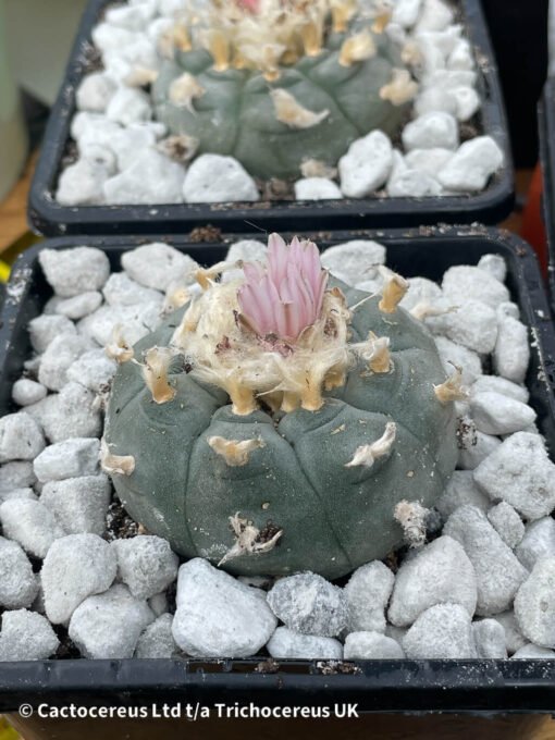 Lophophora Williamsii - Old Boys - 6Cm + - Image 5