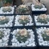 Lophophora Williamsii 24