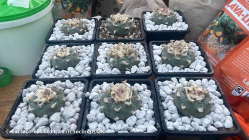 Lophophora Williamsii - Old Boys - 6Cm +