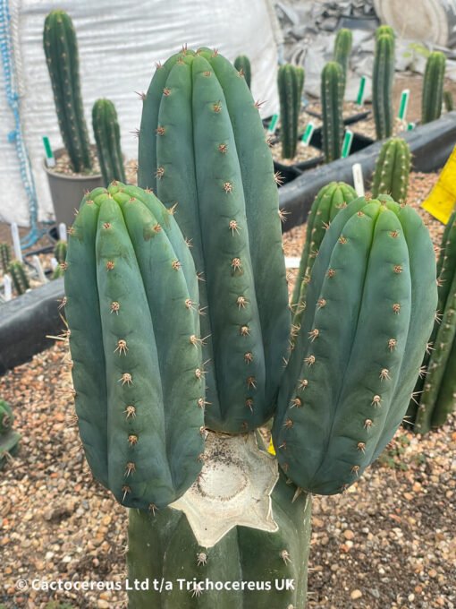 Tr. Peruvianus Short Spine Cuttings