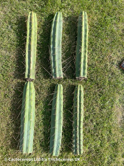 Premium Tr. Bridgesii Cuts - 50Cm +