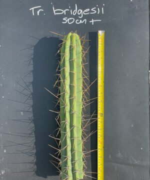 Trichocereus Bridgesii 50Cm 01 02