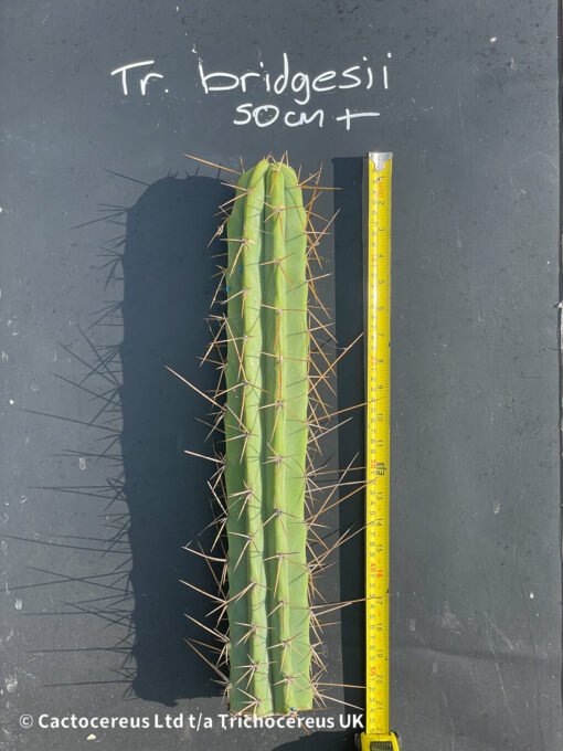 Premium Tr. Bridgesii Cuts - 50Cm + - Image 2