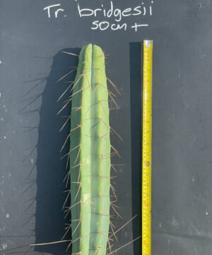 Trichocereus Bridgesii 50Cm 01 03