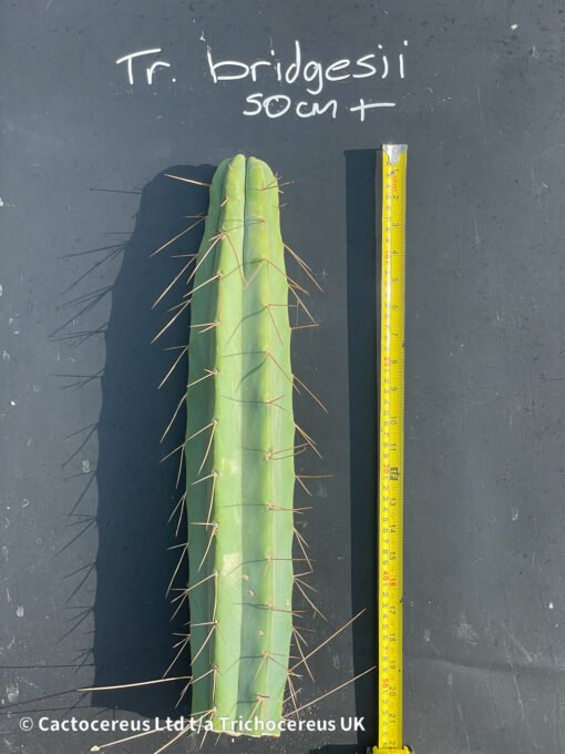 Premium Tr. Bridgesii Cuts - 50Cm + - Image 3