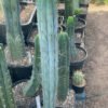 Trichocereus Bridgesii Ben X Fields 01 3