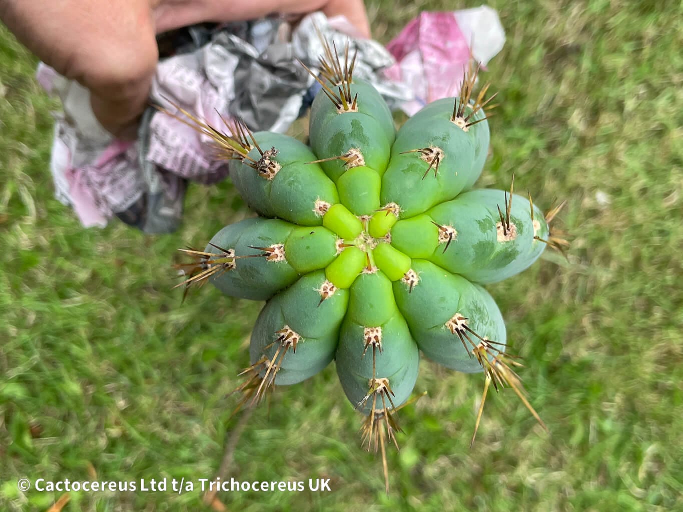 専用 1kg Trichocereus peruvianus /トップカット Tr. peruvianus - Peruvian Torch - Cuts | Cactocereus UK t/a