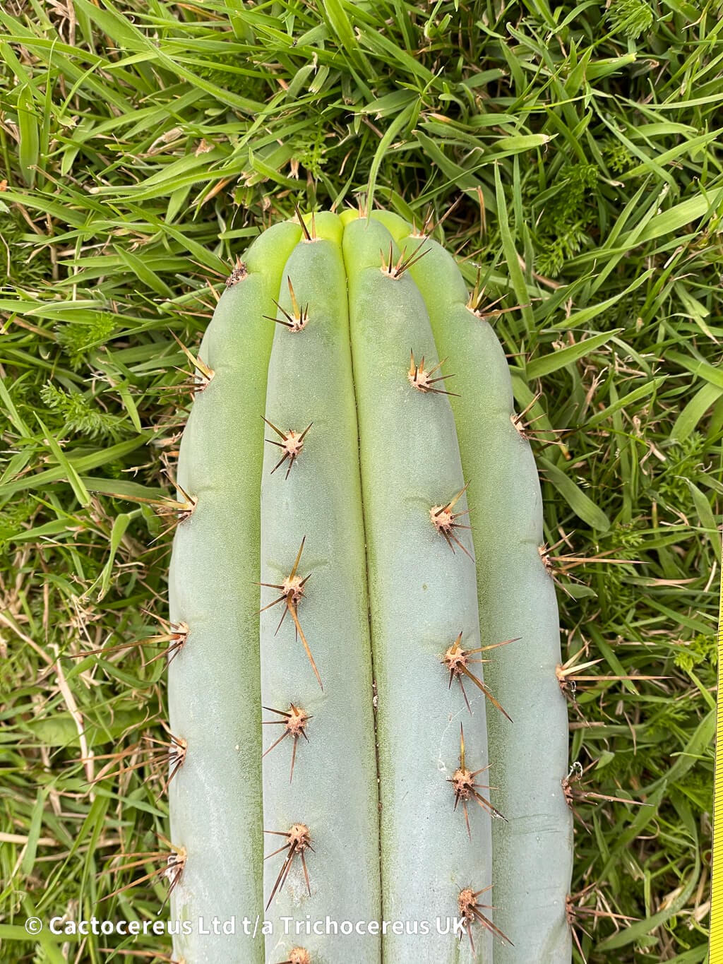 Tr. macrogonus (peruvianus) - 84cm Cut | Cactocereus UK t/a