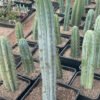 Trichocereus Macrogonus 84Cm 5