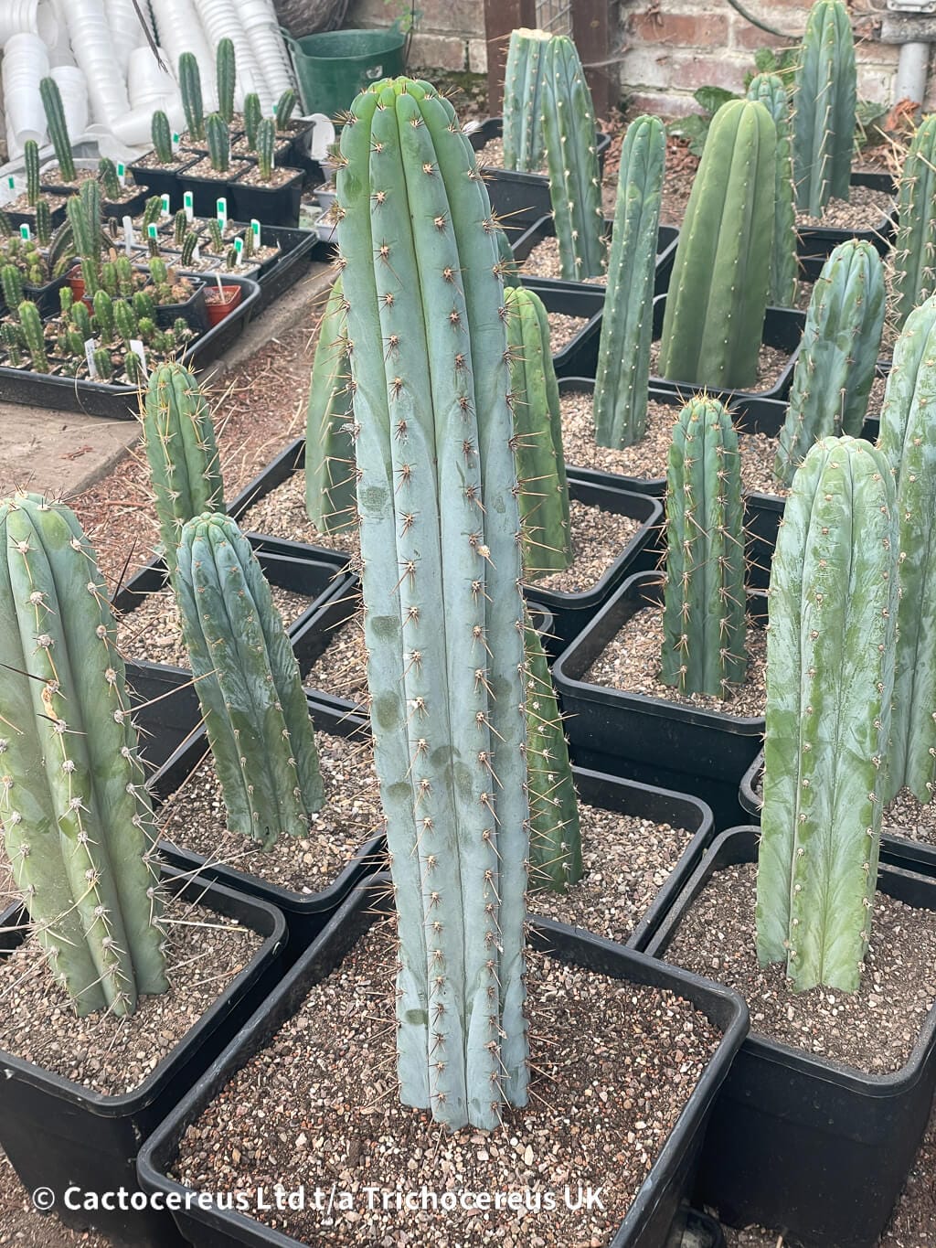 Tr. macrogonus (peruvianus) - 84cm Cut | Cactocereus UK t/a