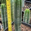 Trichocereus Pachanoi Rod 25Cm 1