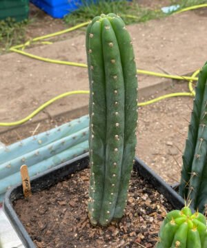 Trichocereus Pachanoi Rod 25Cm 2