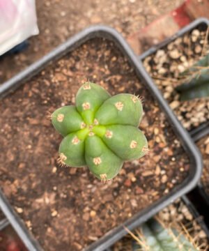 Trichocereus Pachanoi Rod 25Cm 3