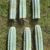 Trichocereus Peruviana Shorty 30Cm 01