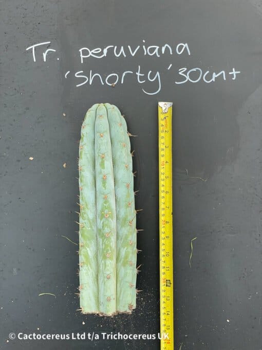Trichocereus Peruviana Shorty 30Cm 08