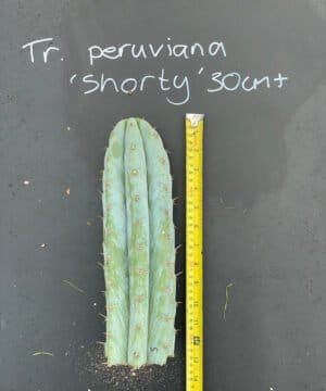 Trichocereus Peruviana Shorty 30Cm 11