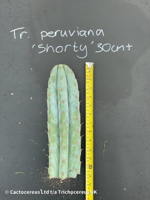Trichocereus Peruviana Shorty 30Cm 11