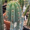 Trichocereus Scopulicola 10Cm 1