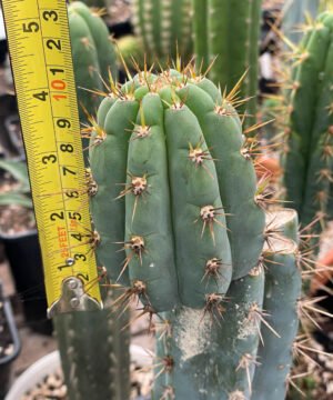 Trichocereus Scopulicola 10Cm 2