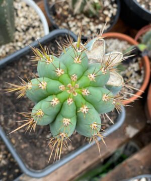 Trichocereus Scopulicola 10Cm 3